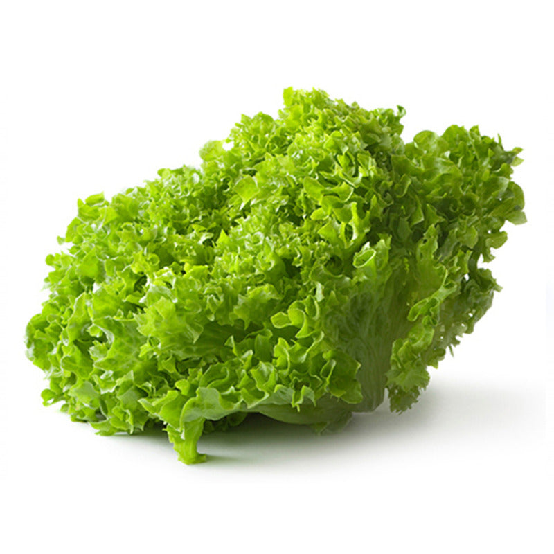 Lechugas orgánicas variedades disponible (Española o Marina o Primavera o Milanesa) (1 ud)