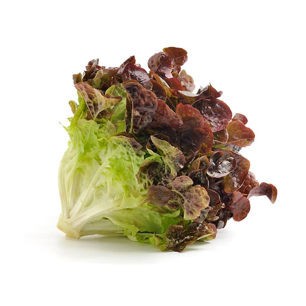 Lechugas orgánicas variedades disponible (Española o Marina o Primavera o Milanesa) (1 ud)