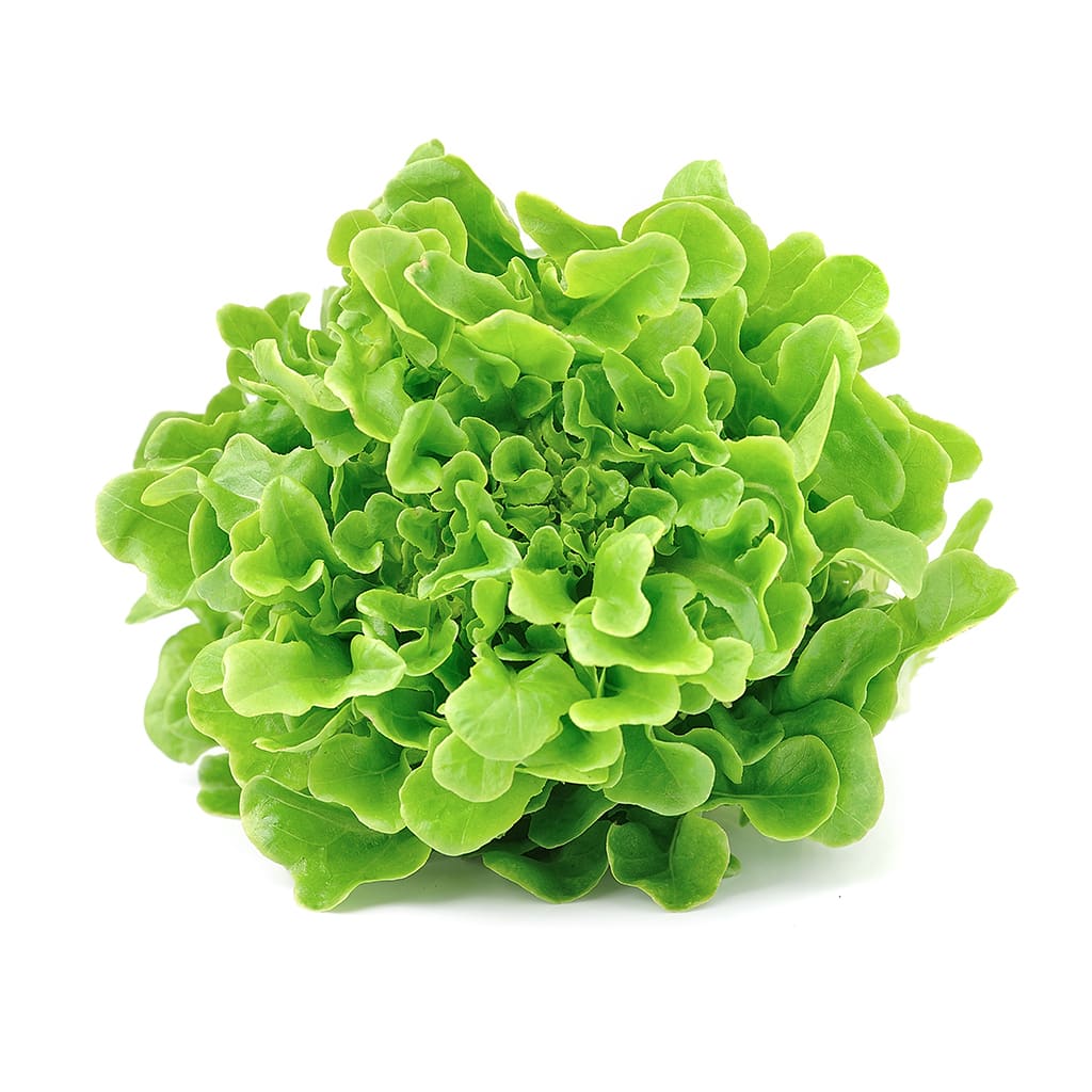 Lechugas orgánicas variedades disponible (Española o Marina o Primavera o Milanesa) (1 ud)