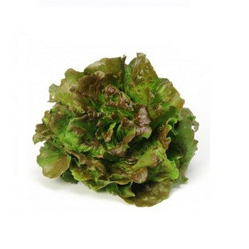 Lechugas orgánicas variedades disponible (Española o Marina o Primavera o Milanesa) (1 ud)