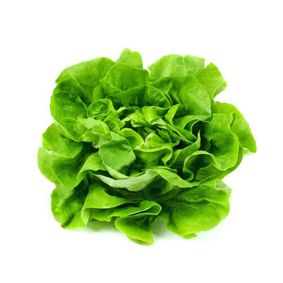 Lechugas orgánicas variedades disponible (Española o Marina o Primavera o Milanesa) (1 ud)