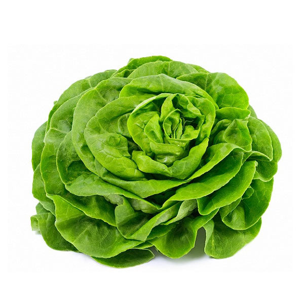 Lechugas orgánicas variedades disponible (Española o Marina o Primavera o Milanesa) (1 ud)